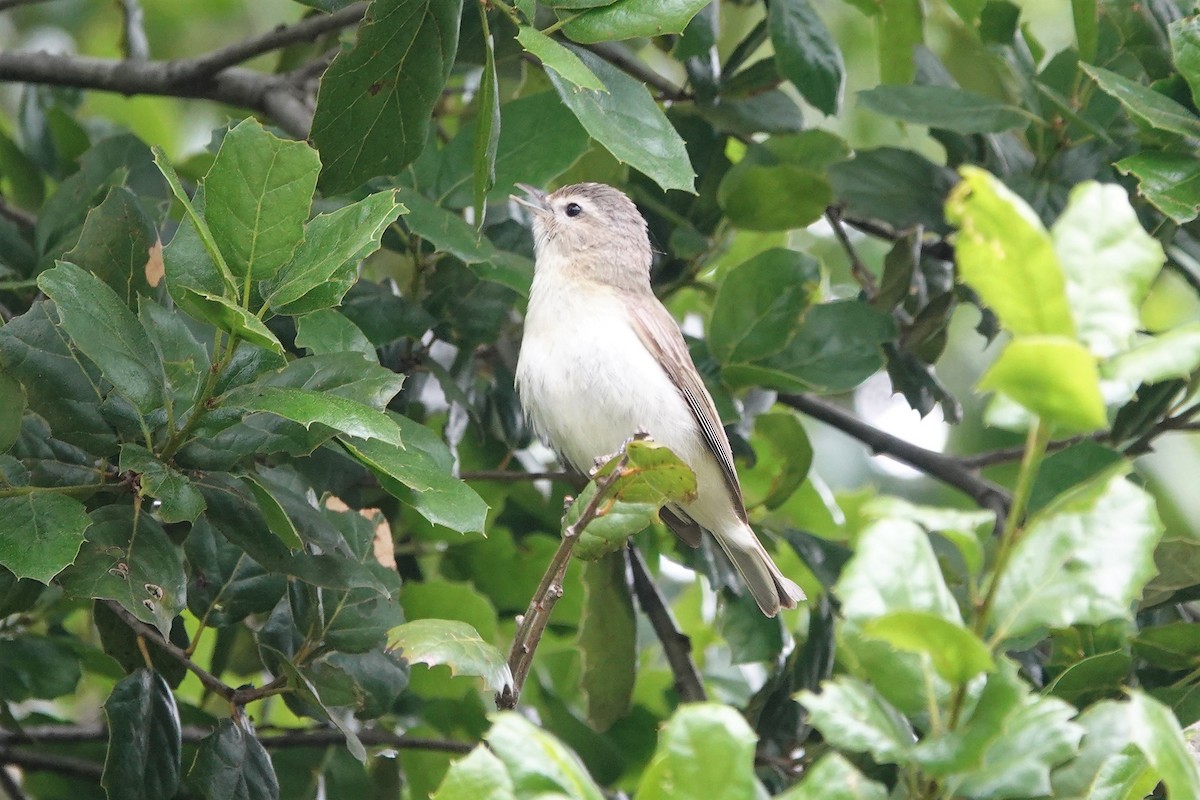 Vireo Gorjeador - ML566976871