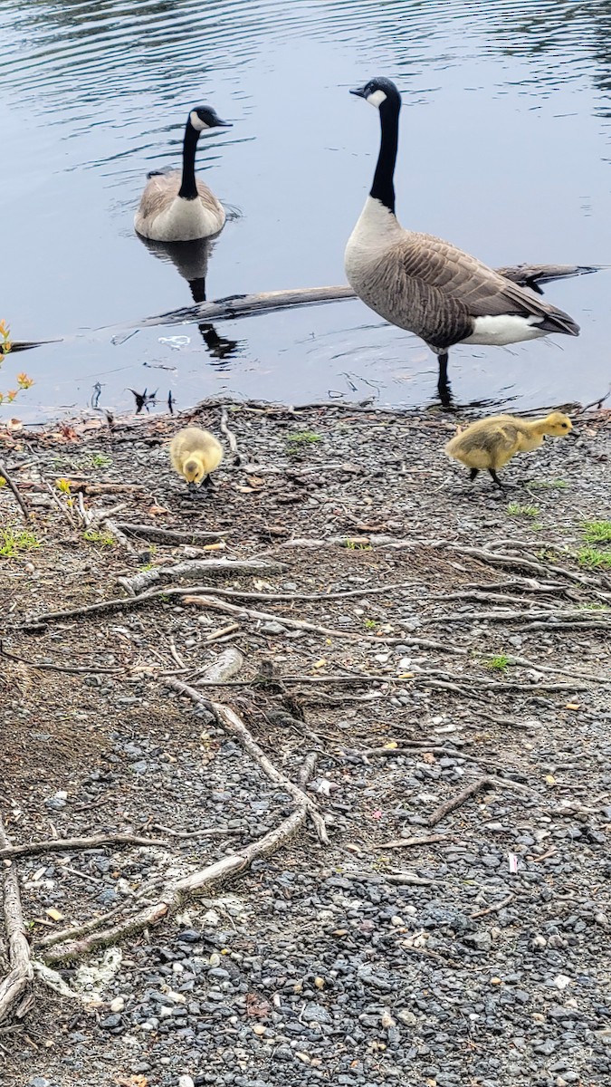 Canada Goose - ML566977291