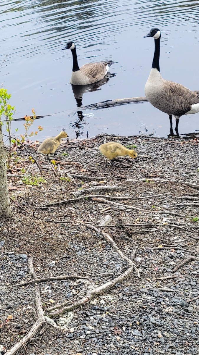 Canada Goose - ML566977301