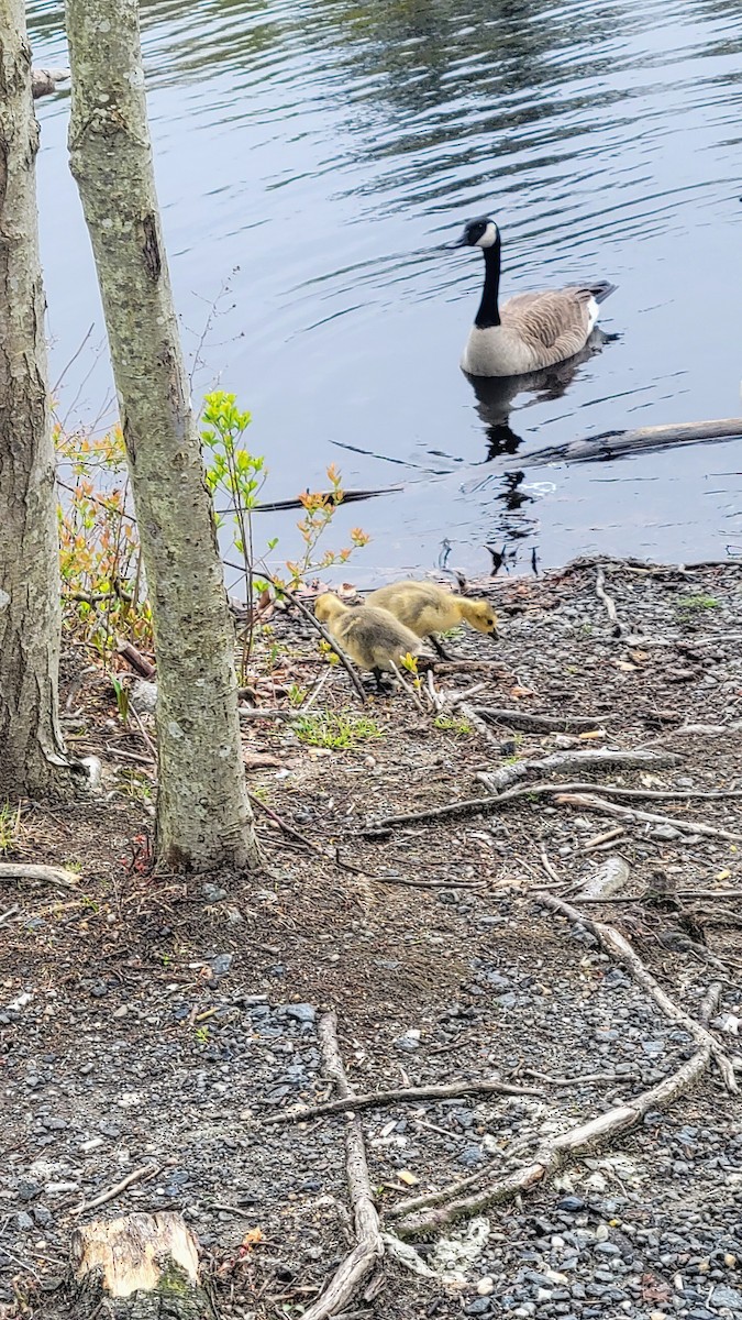 Canada Goose - ML566977311