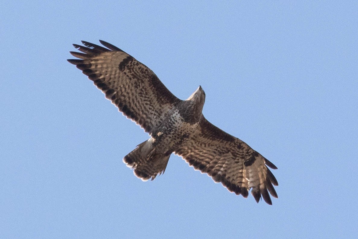 Common Buzzard - ML566979731