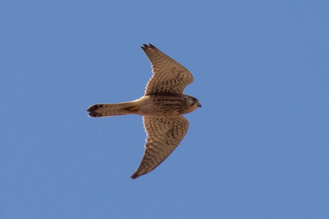 Eurasian Kestrel - ML566979811