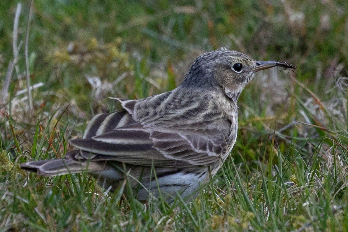 Meadow Pipit - ML566979841