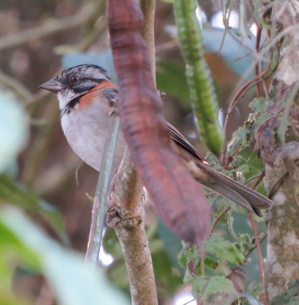 Rufous-collared Sparrow - ML566980061