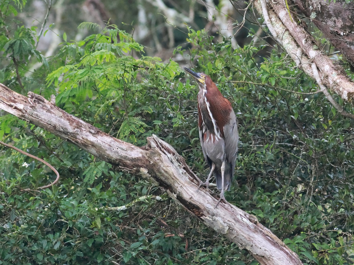 Rufescent Tiger-Heron - ML566980101