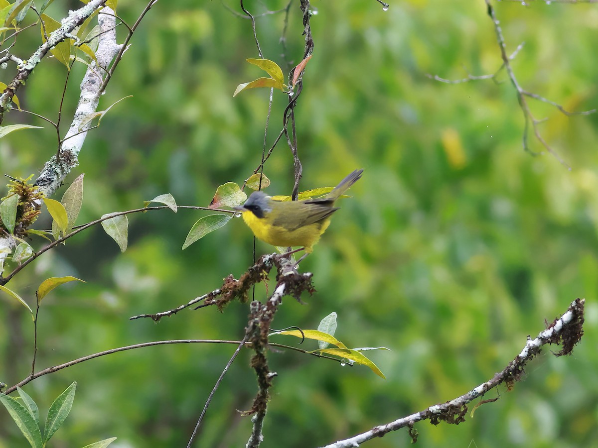 Southern Yellowthroat - ML566980141