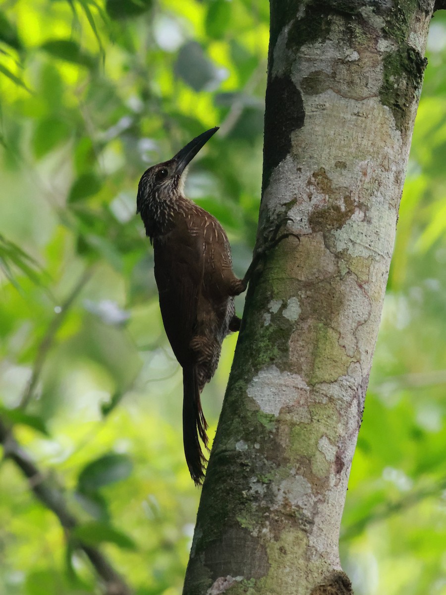 White-throated Woodcreeper - ML566980301