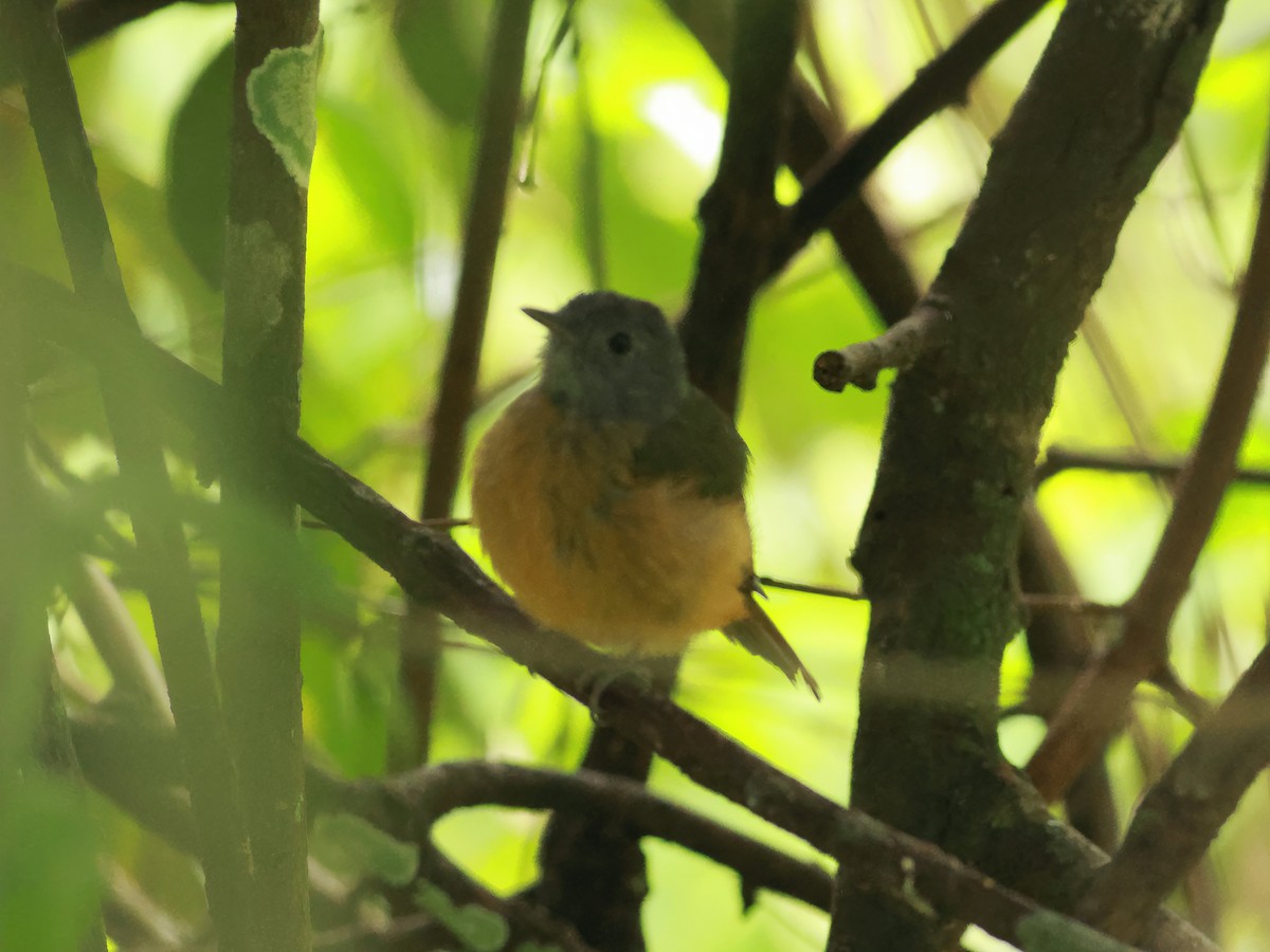 Gray-hooded Flycatcher - Toby Austin