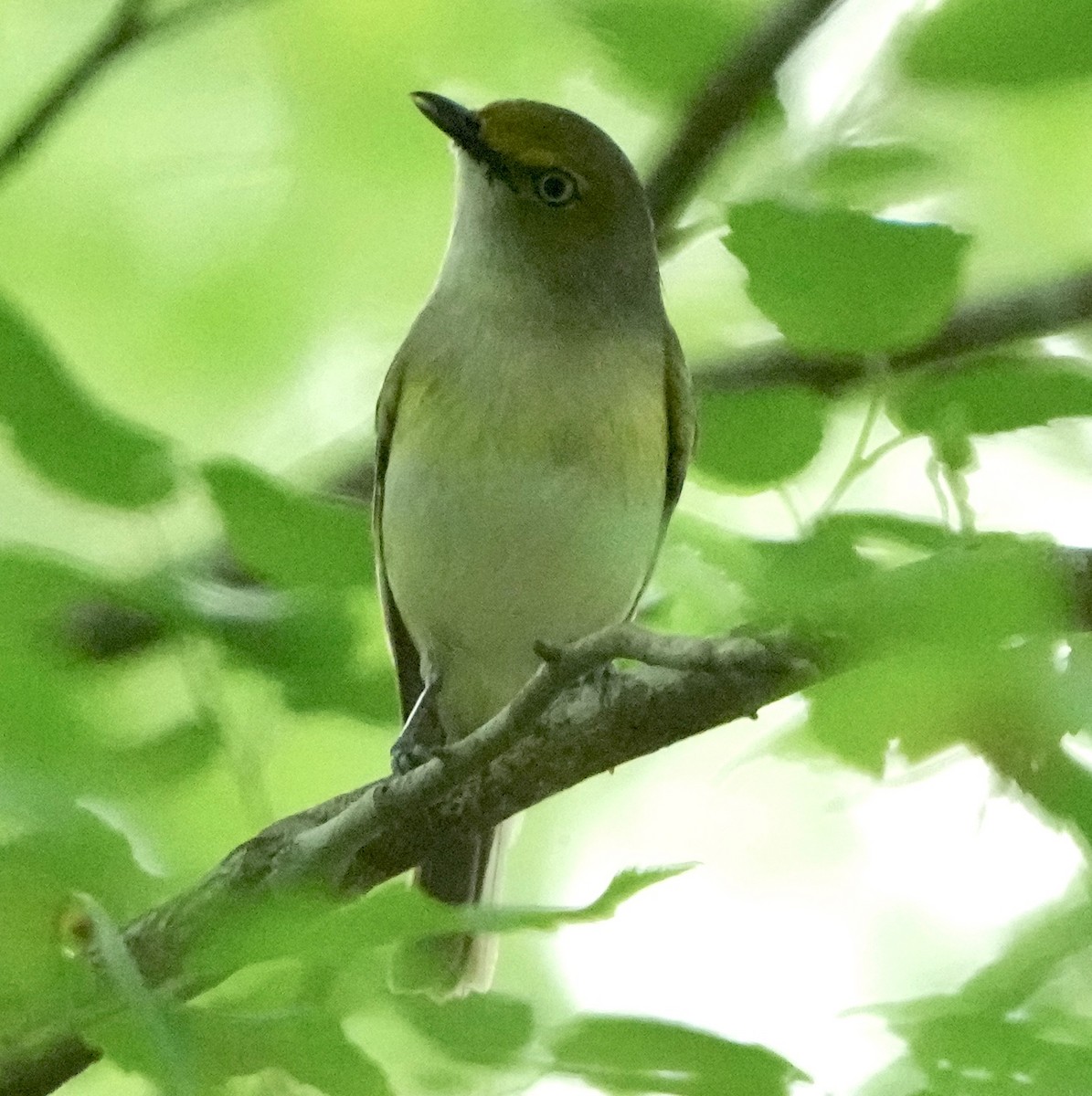 hvitøyevireo - ML566980971