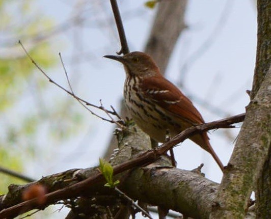 Brown Thrasher - ML566981311