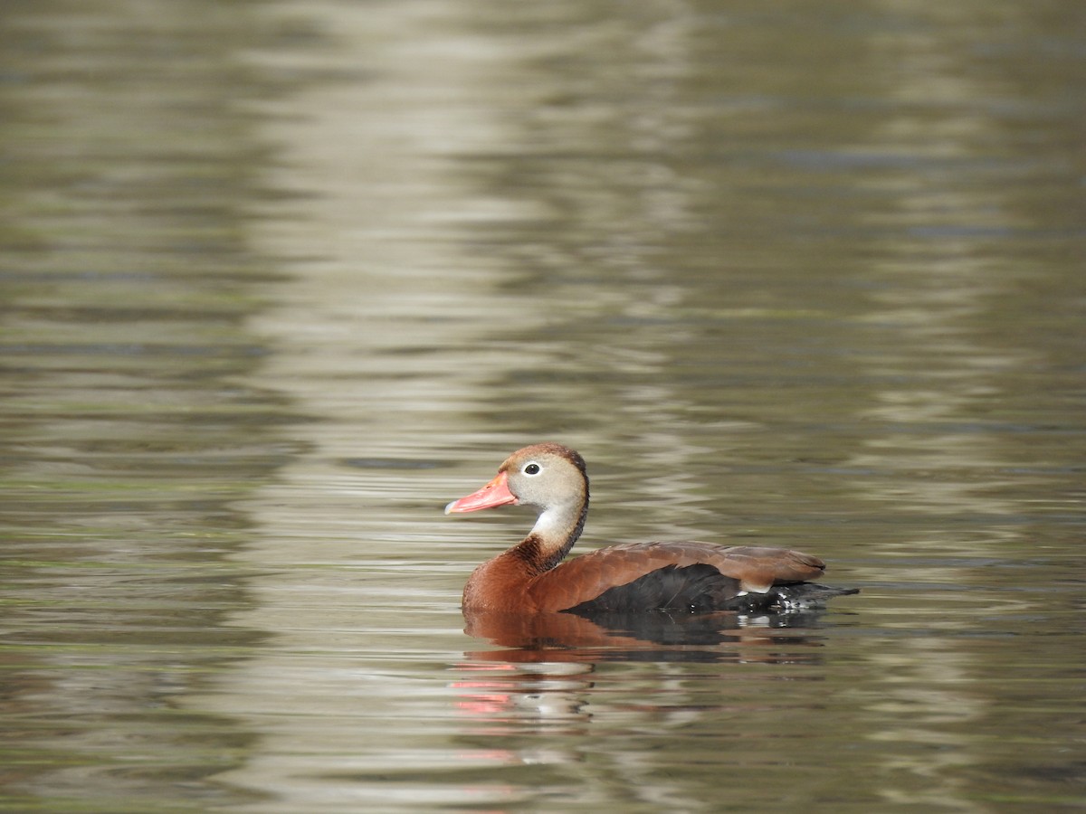 Black-bellied Whistling-Duck - ML566982321