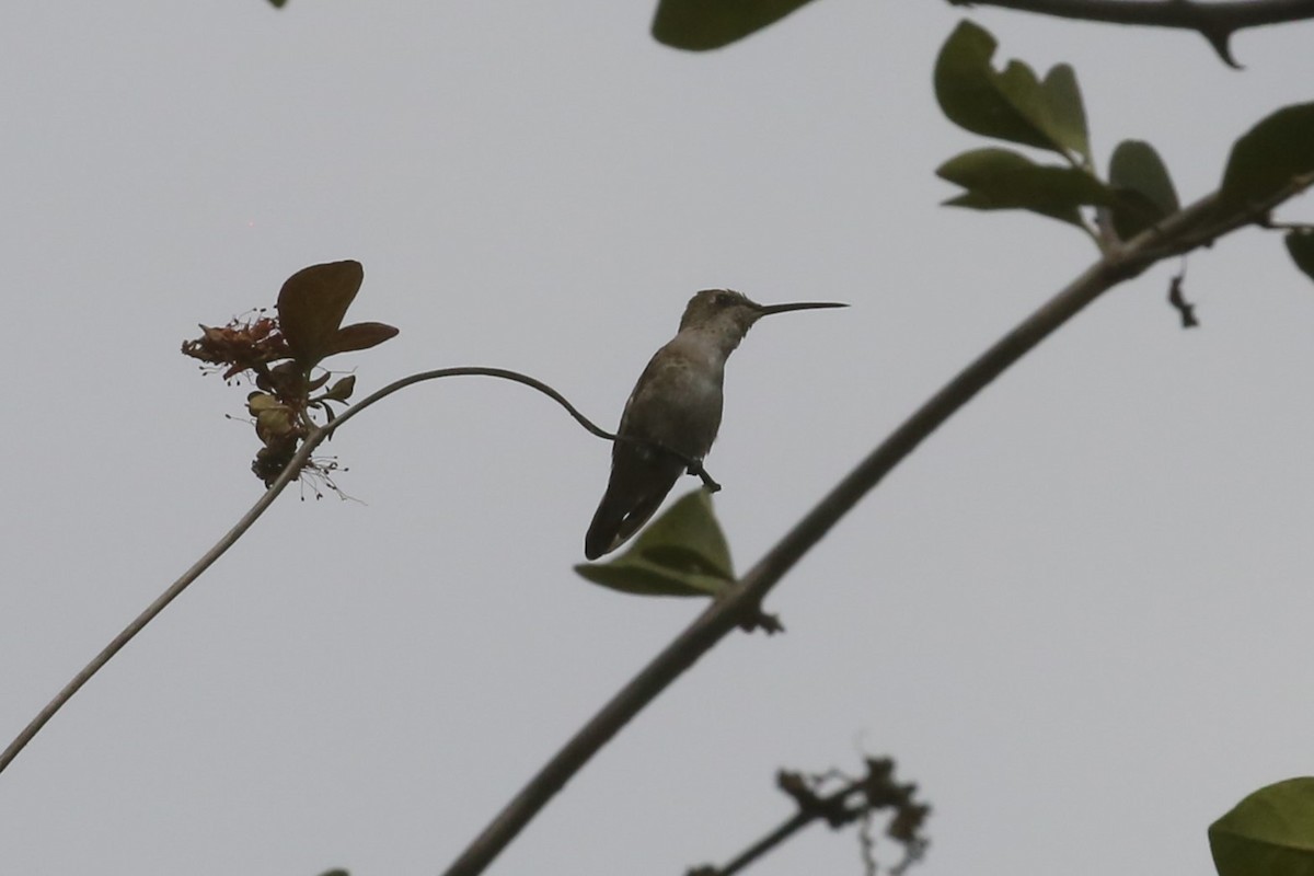 Black-chinned Hummingbird - Charles Davies