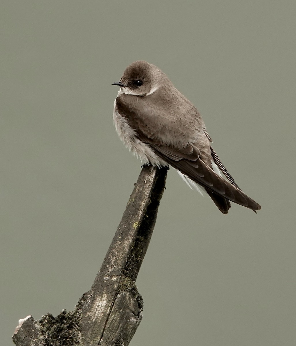 Northern Rough-winged Swallow - Shawneen Finnegan