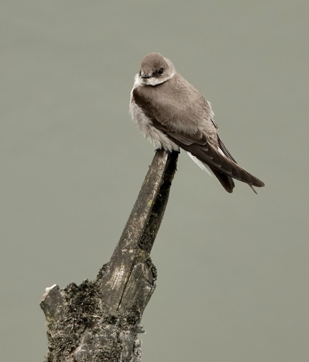 Northern Rough-winged Swallow - Shawneen Finnegan