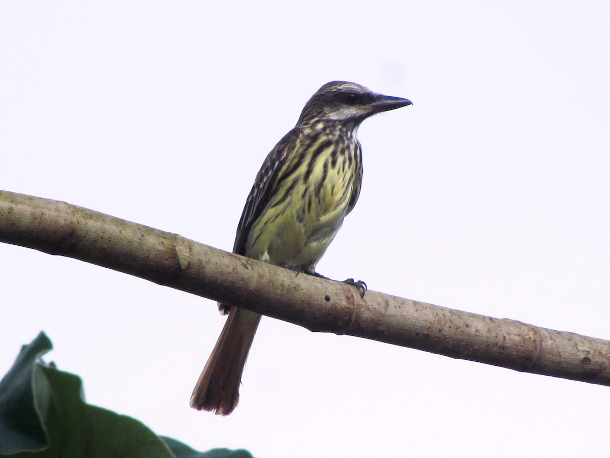 Sulphur-bellied Flycatcher - ML566984391