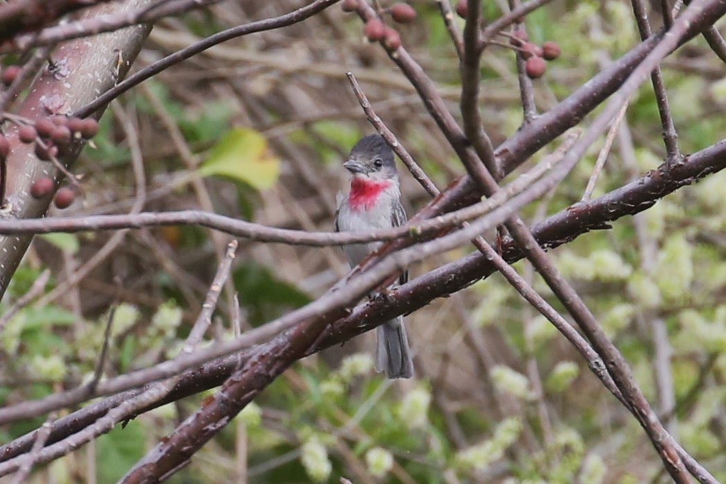 Rose-throated Becard - ML566984421