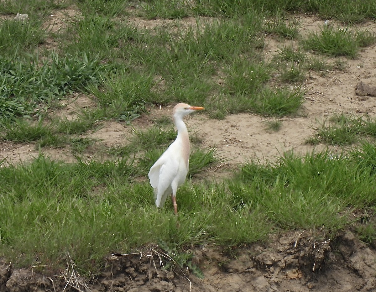 Western Cattle Egret - ML566985631