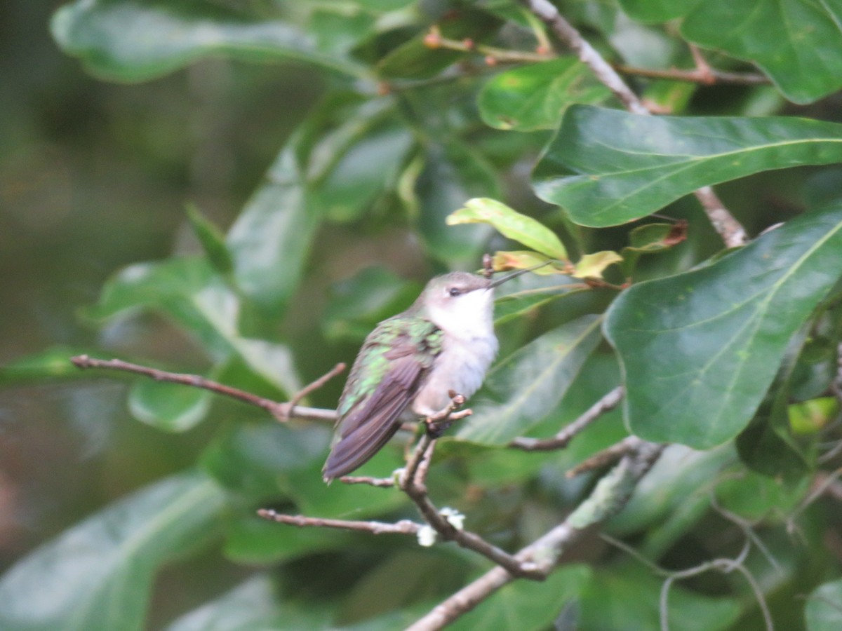 Ruby-throated Hummingbird - ML566985751