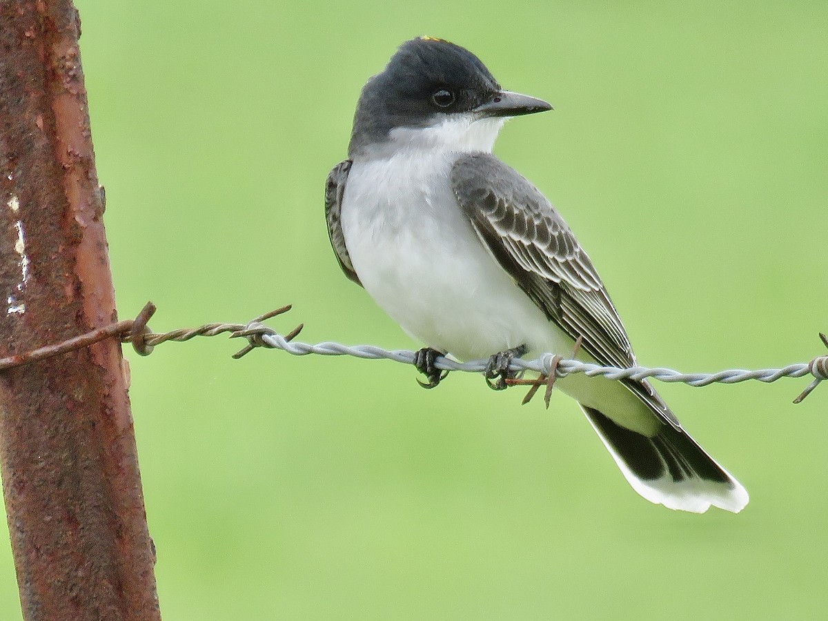 Eastern Kingbird - ML566985811