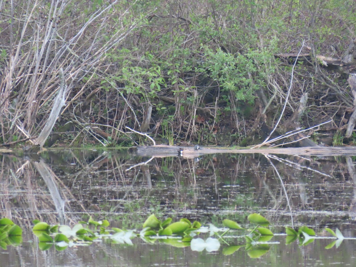 Blue-winged Teal - ML566985891