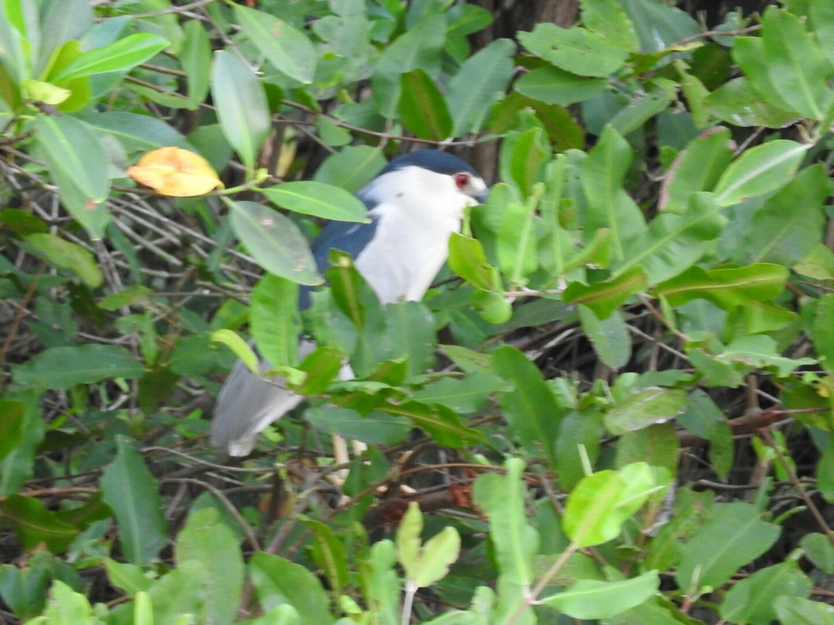 Black-crowned Night Heron - ML566986431