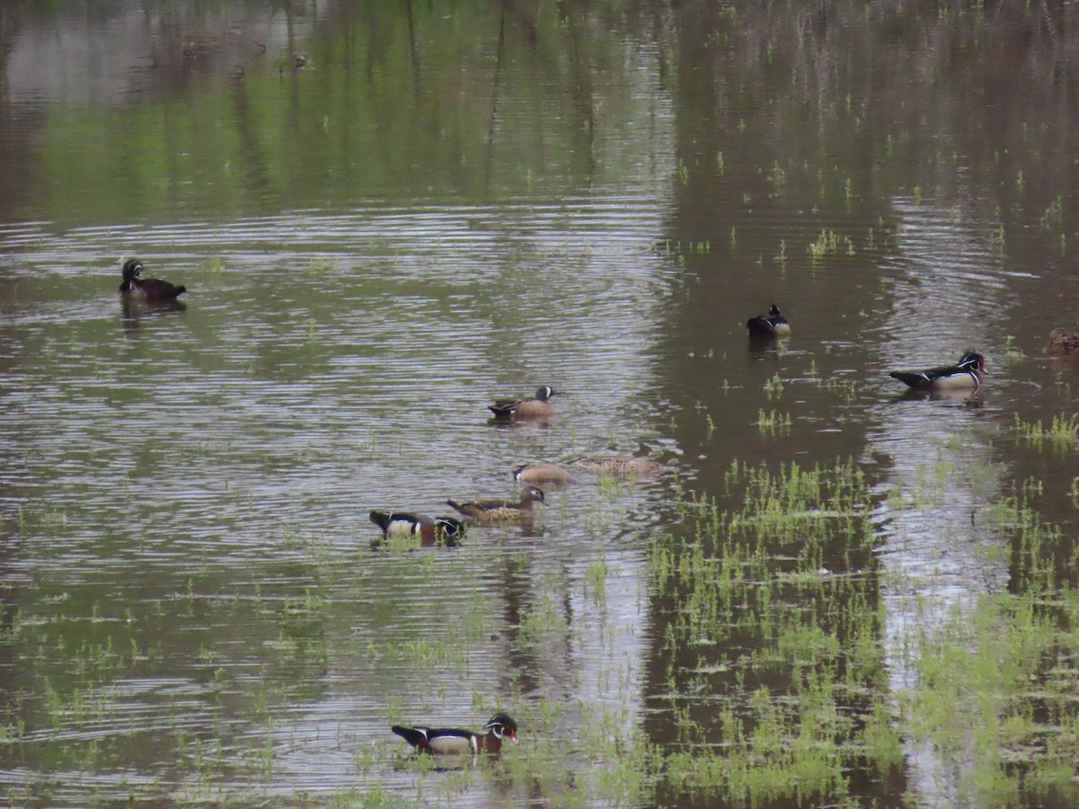 Blue-winged Teal - ML566986921