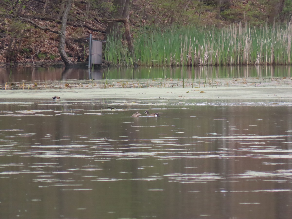 Blue-winged Teal - ML566988701