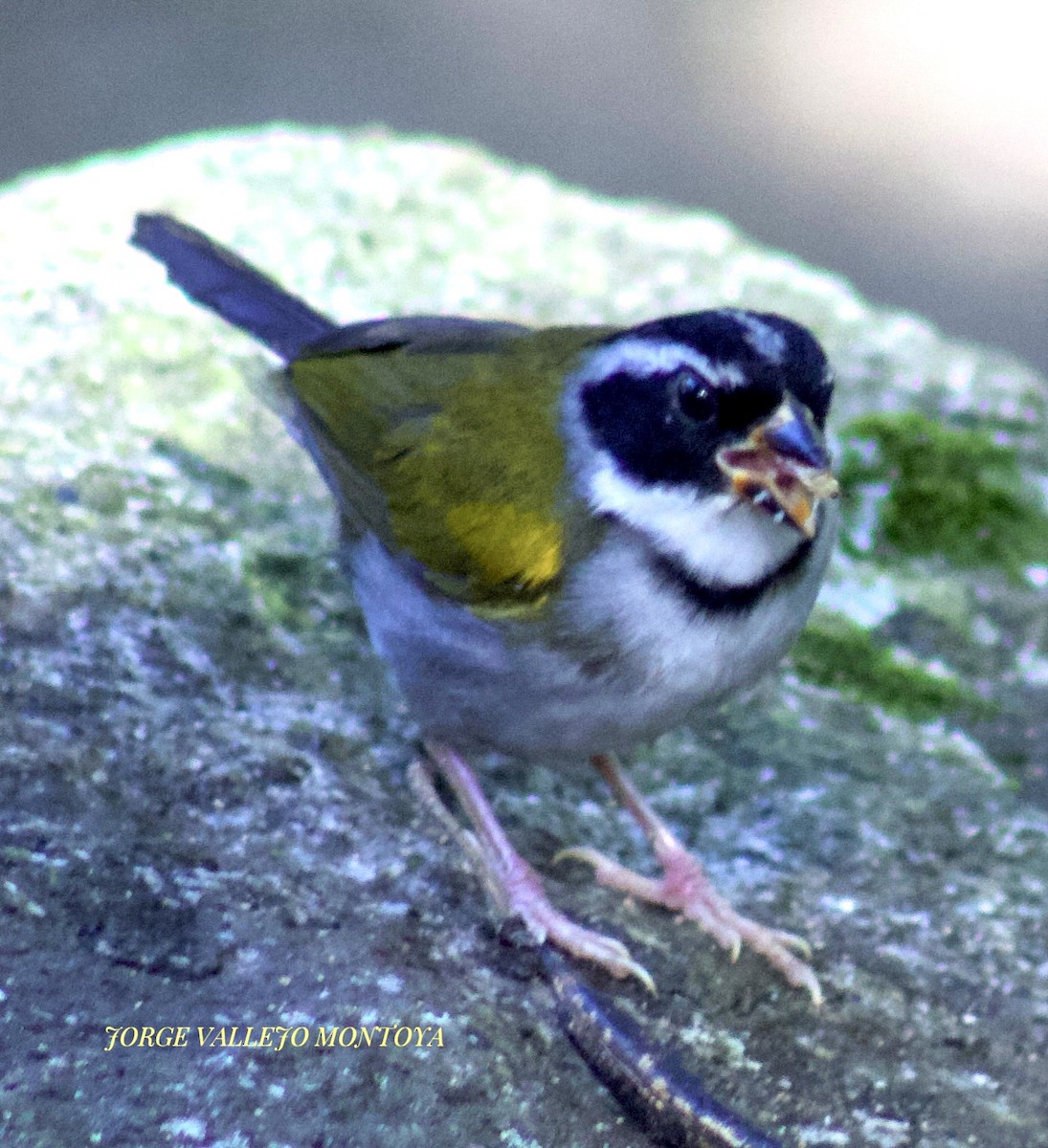 Orange-billed Sparrow - ML566988821