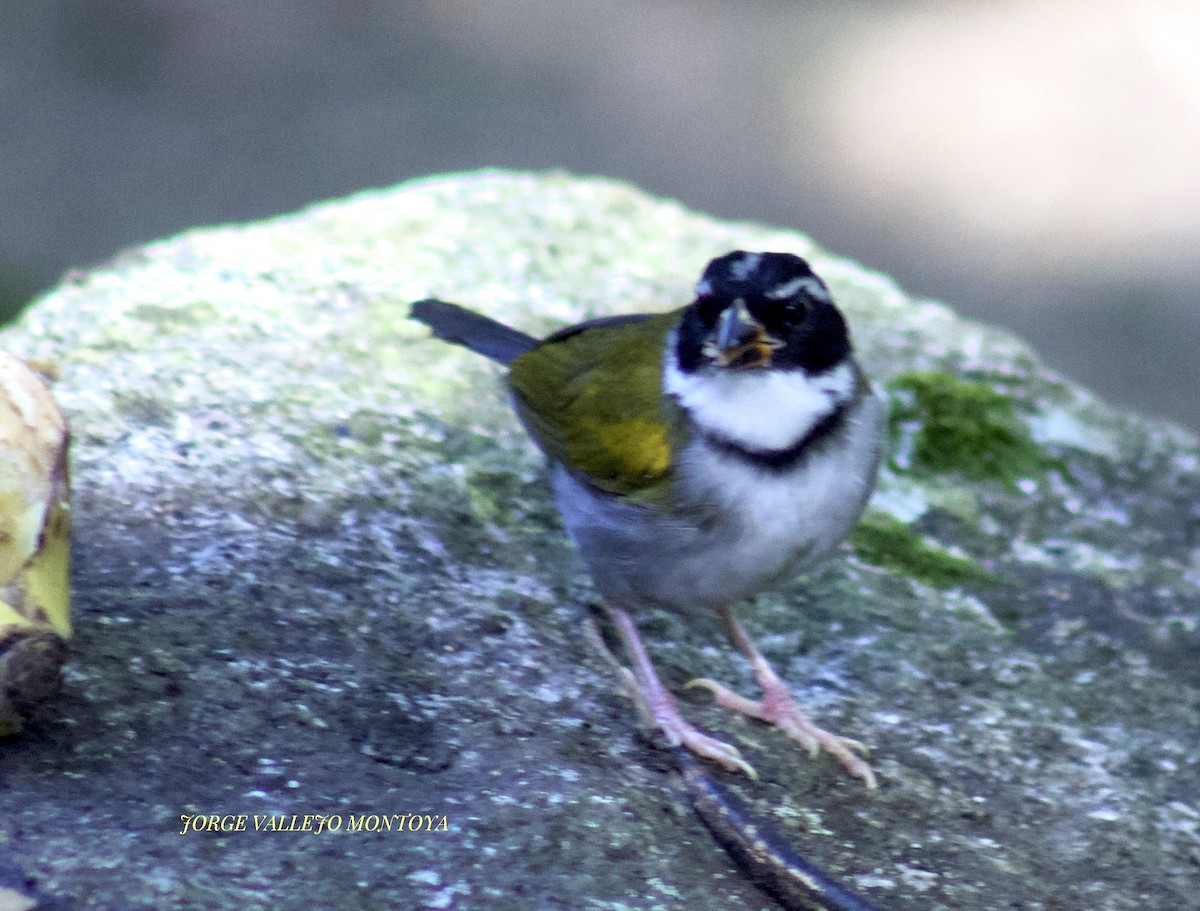 Orange-billed Sparrow - ML566988831