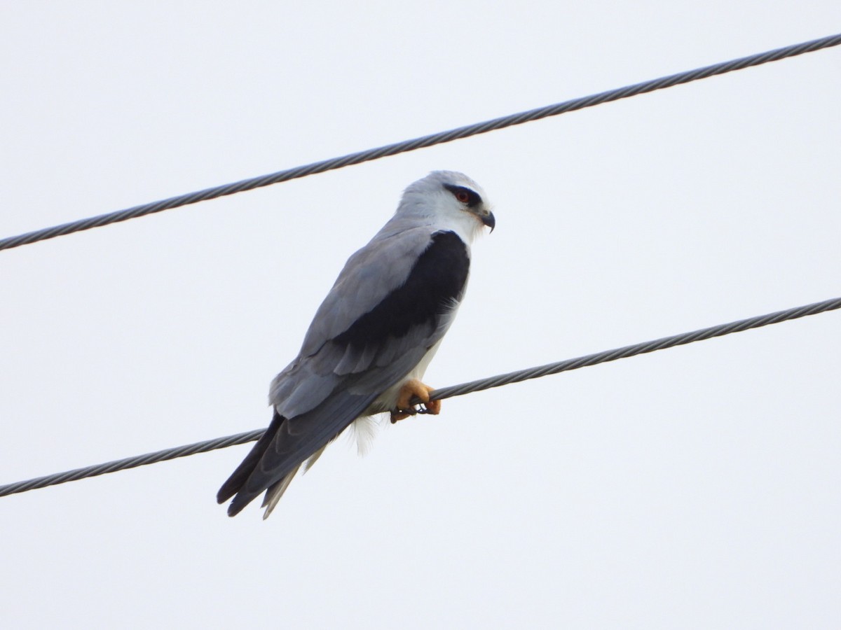 Black-winged Kite - ML566989921