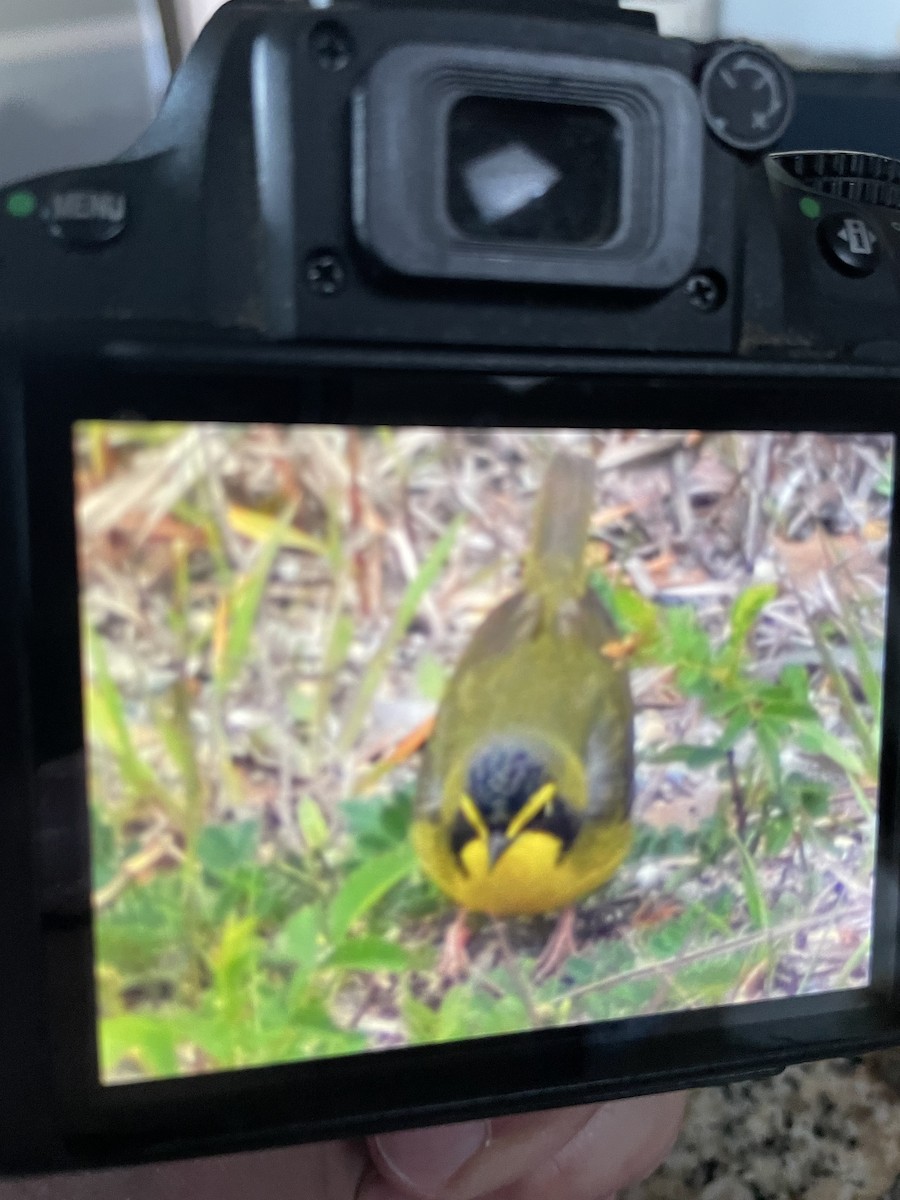 Kentucky Warbler - Al Della Bella