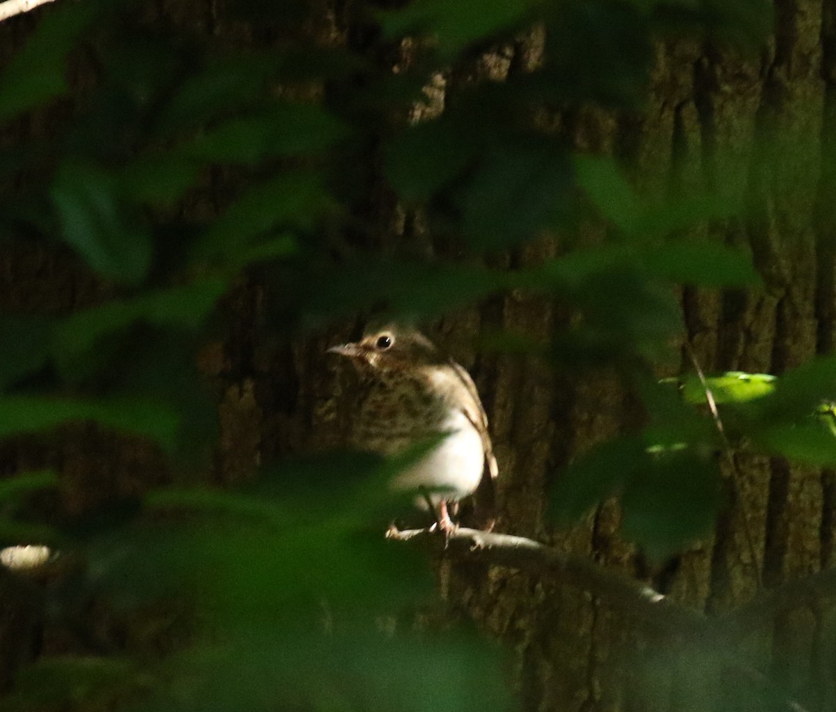 Swainson's Thrush - ML566991621