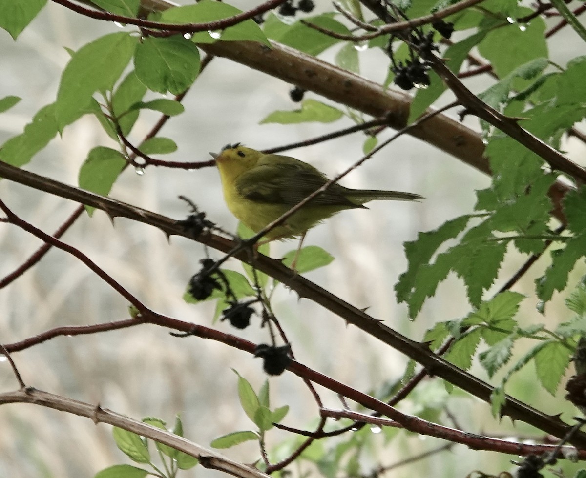 Wilson's Warbler - ML566991711