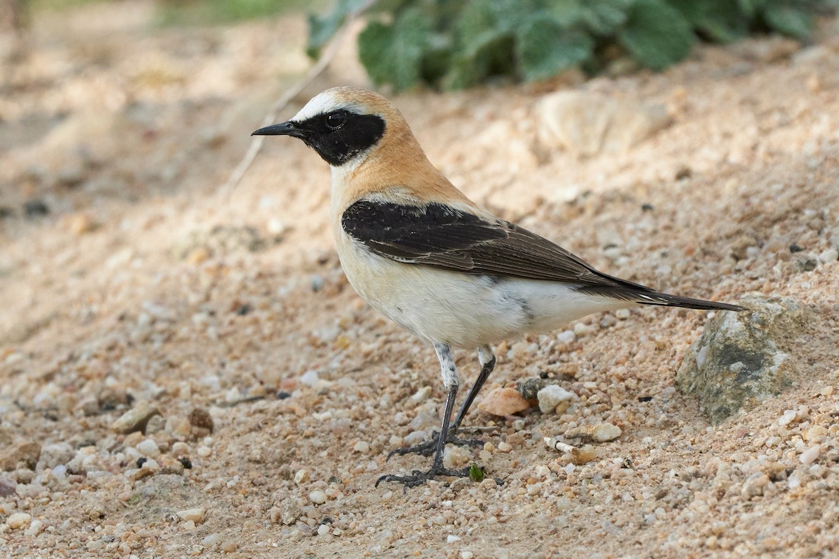 Western Black-eared Wheatear - ML566992501