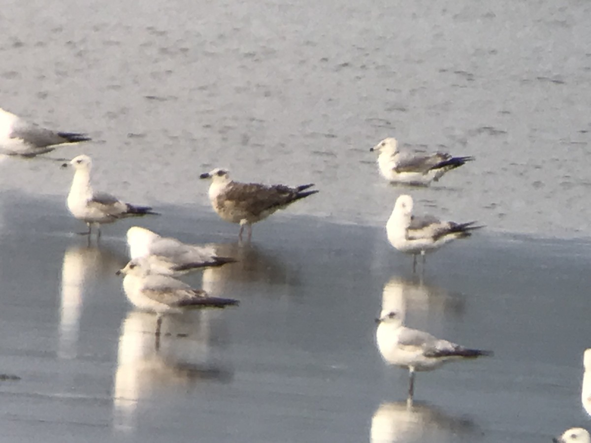 Lesser Black-backed Gull - Jason Horn