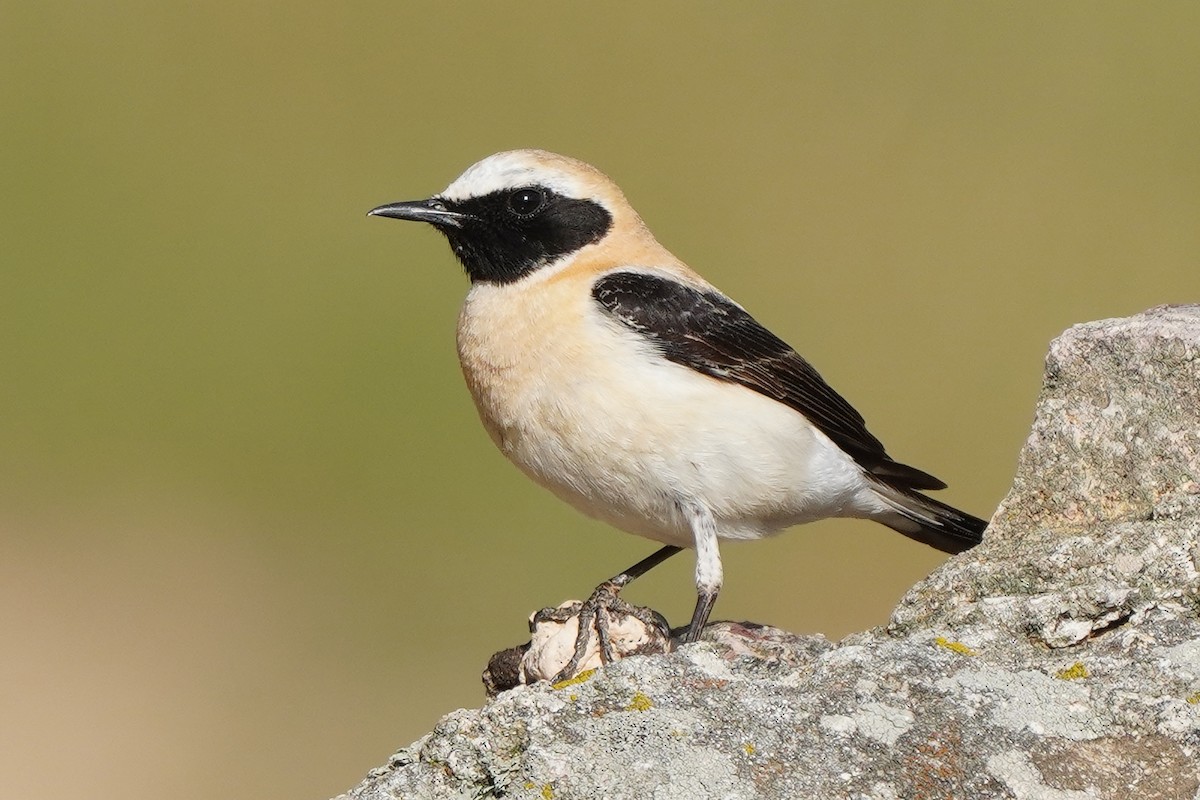 Western Black-eared Wheatear - ML566992581