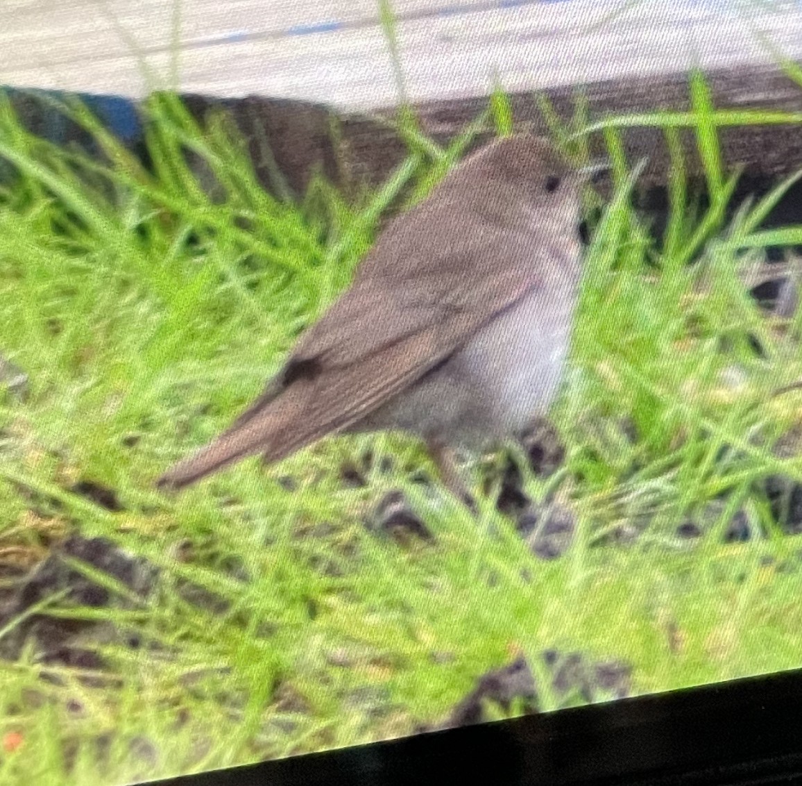 Gray-cheeked Thrush - Al Della Bella