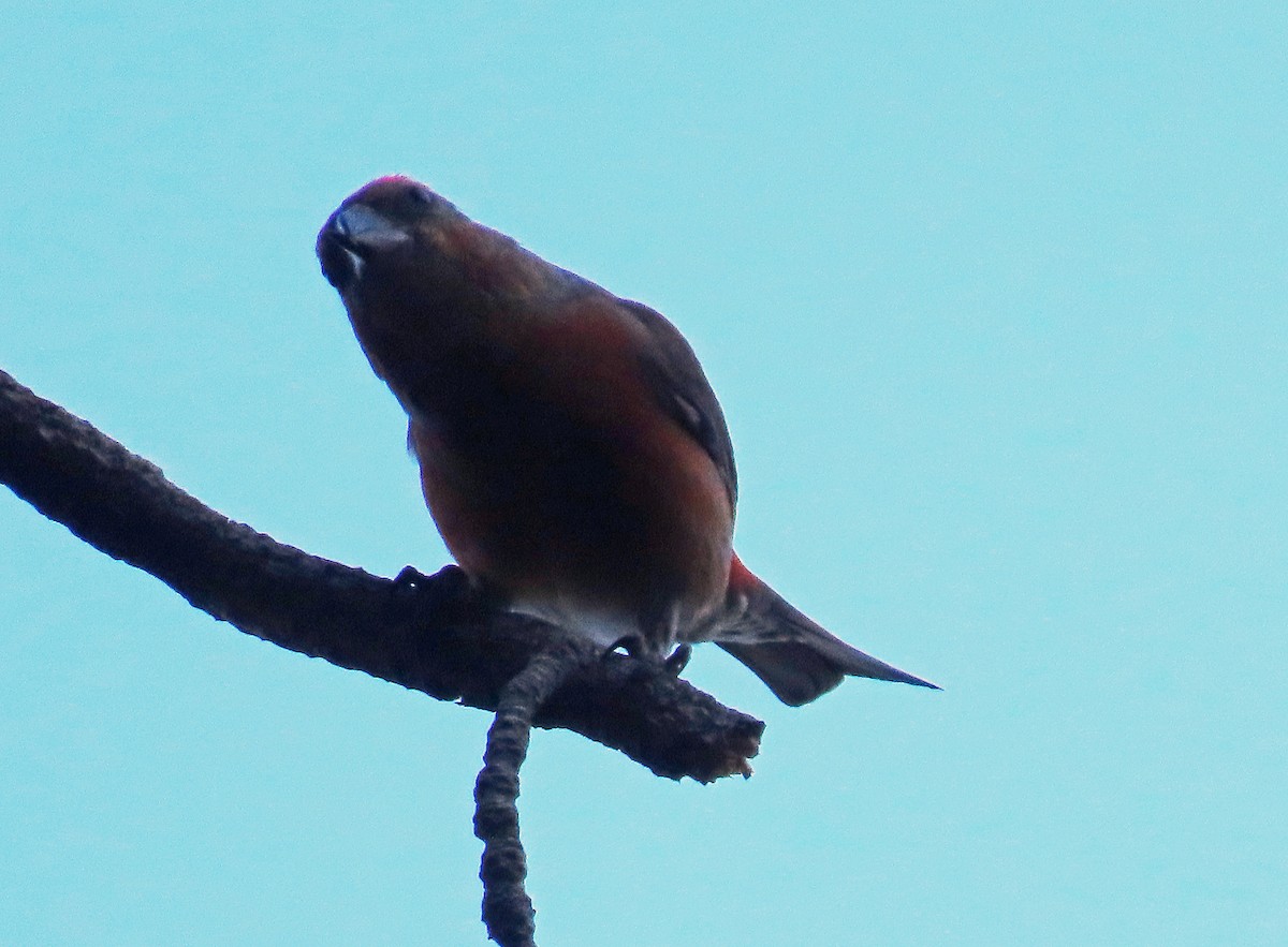 Red Crossbill - David Pearson