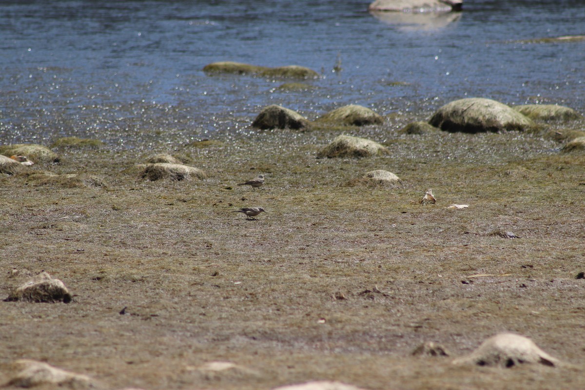 American Pipit - ML566994481