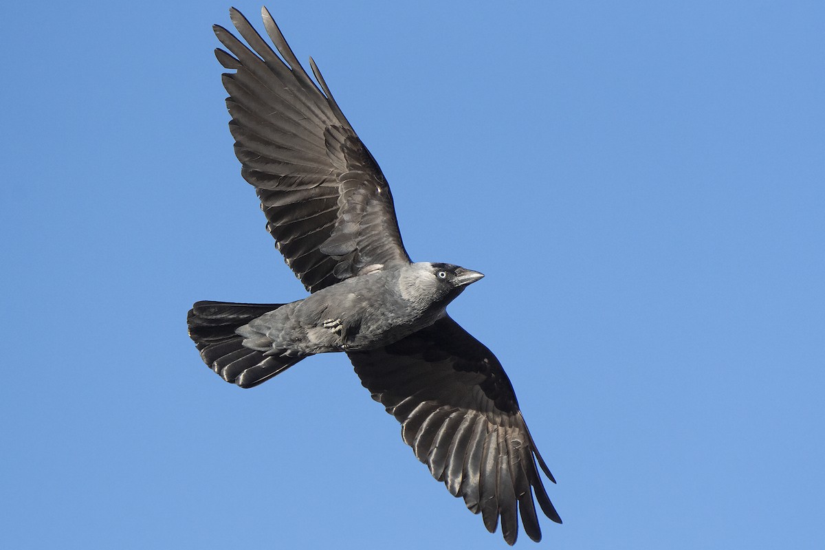 Eurasian Jackdaw - ML566994581