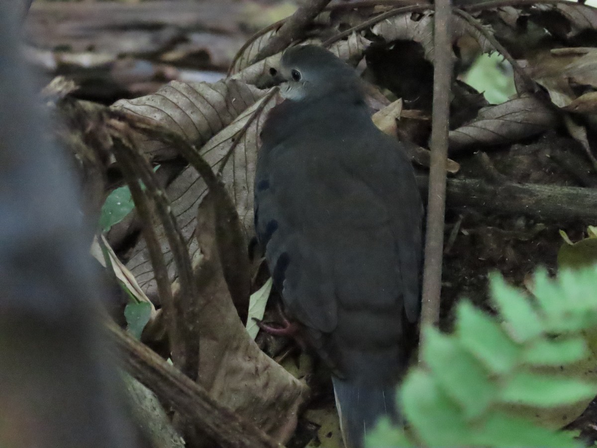 Maroon-chested Ground Dove - Edison🦉 Ocaña