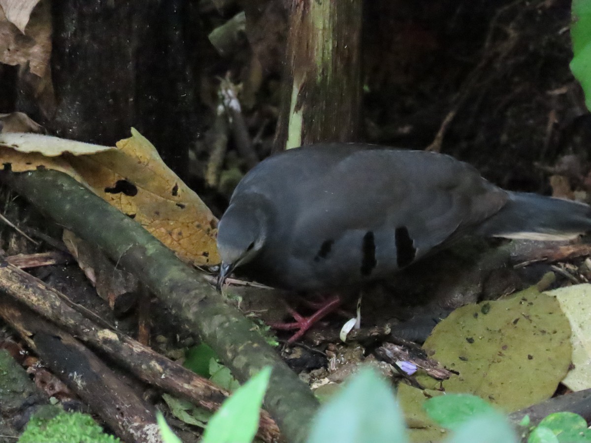 Maroon-chested Ground Dove - Edison🦉 Ocaña