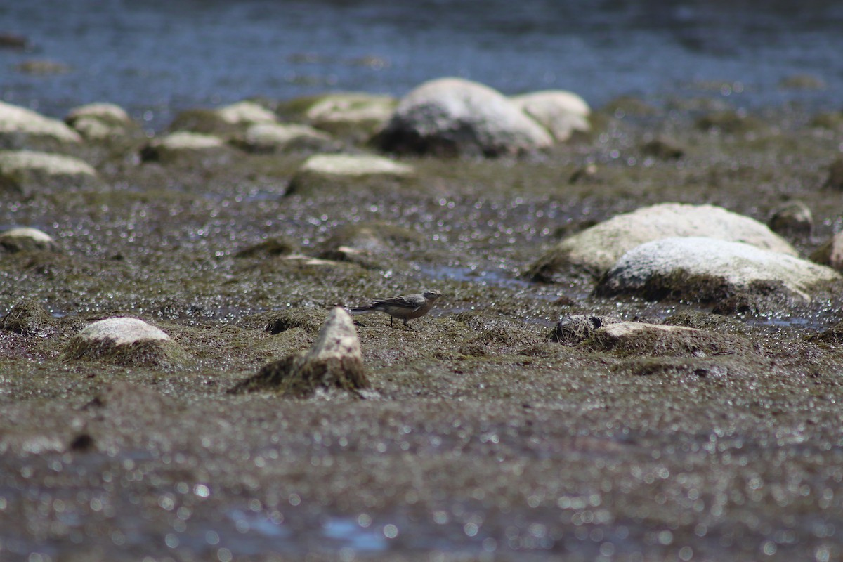 American Pipit - ML566994751