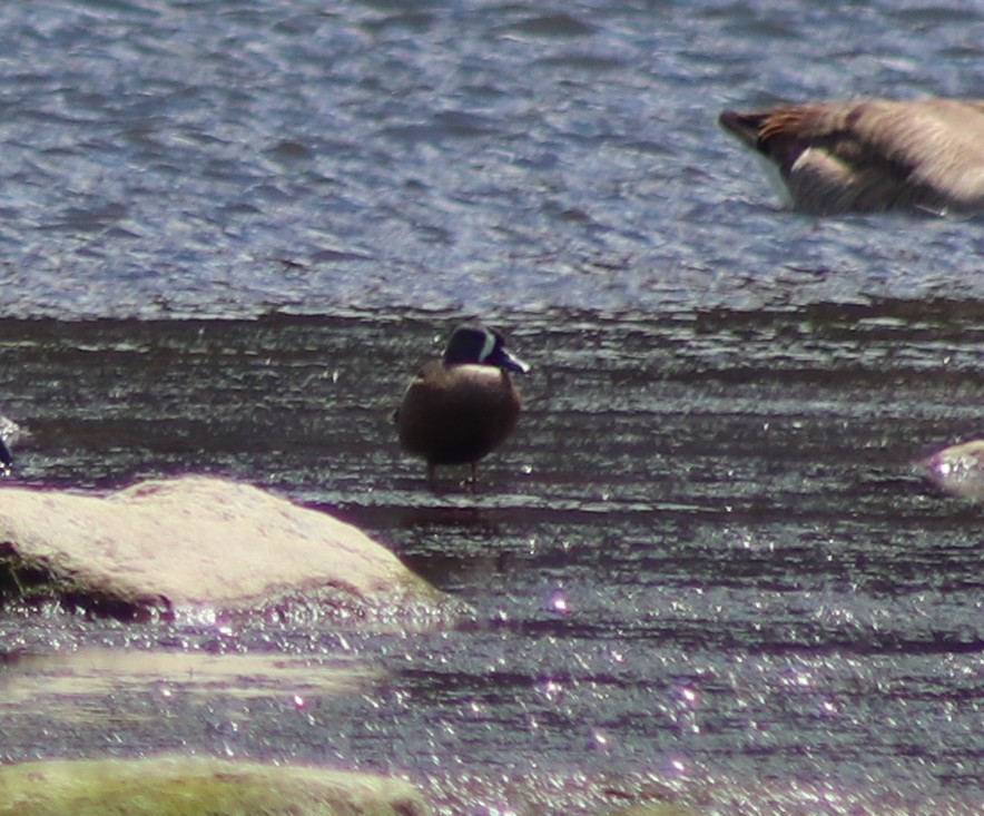 Blue-winged Teal - ML566995041