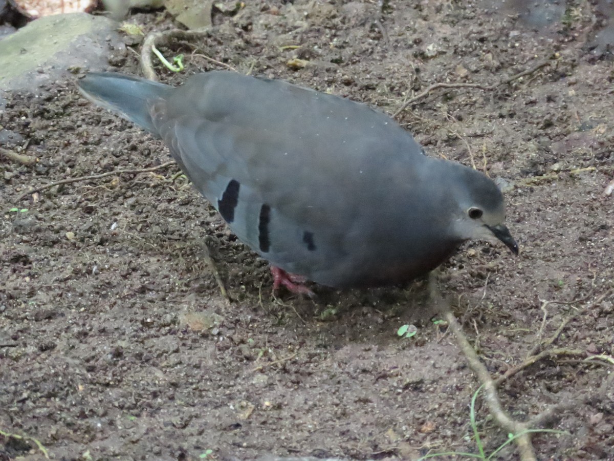 Maroon-chested Ground Dove - ML566996621