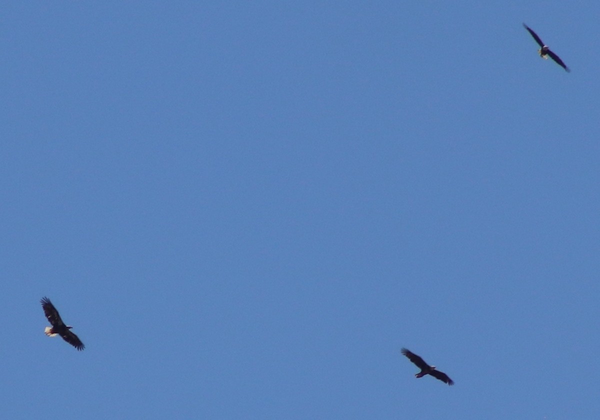 Bald Eagle - ML566996681