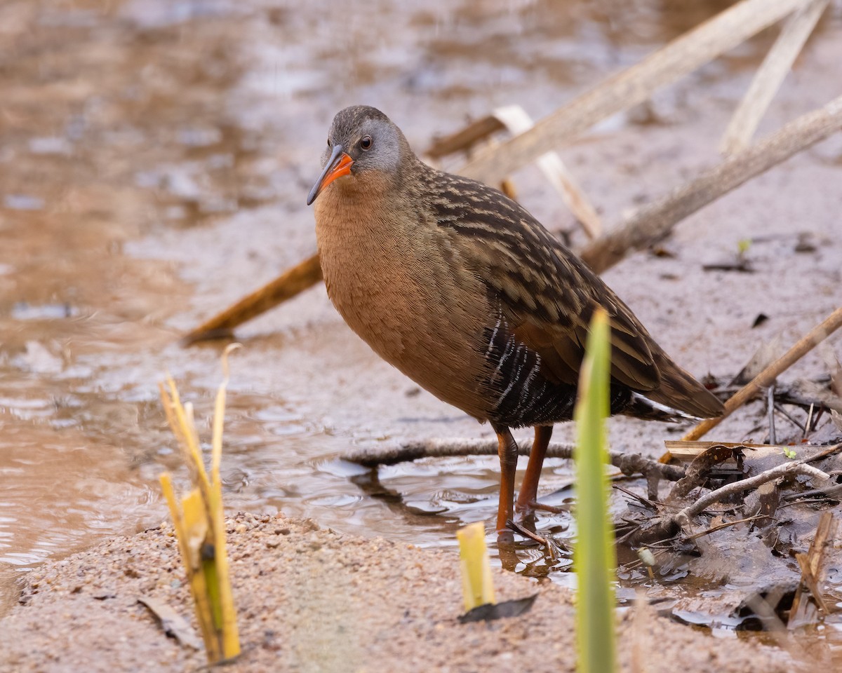 Virginia Rail - ML566996881