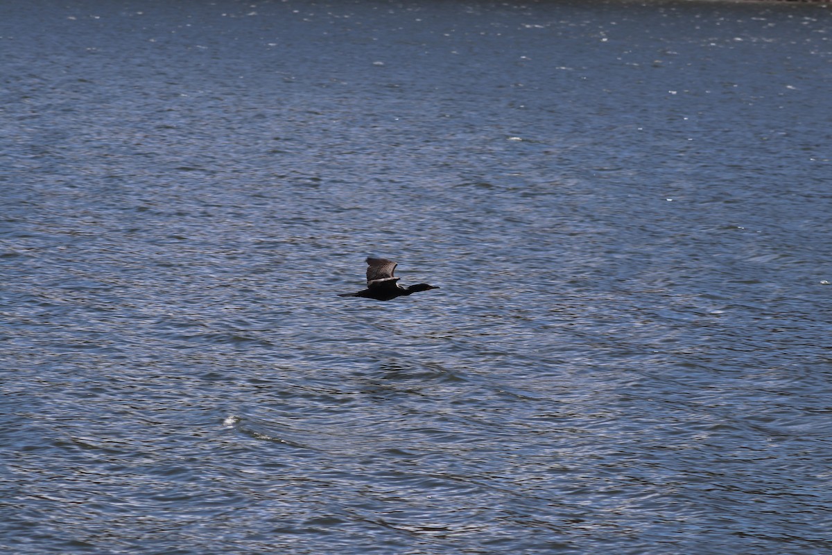 Double-crested Cormorant - ML566997011