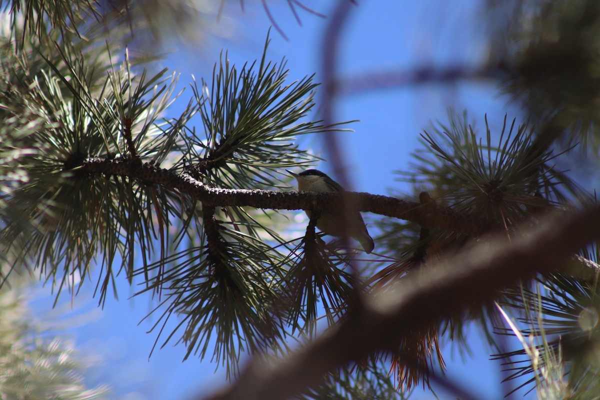 Pygmy Nuthatch - ML566997221