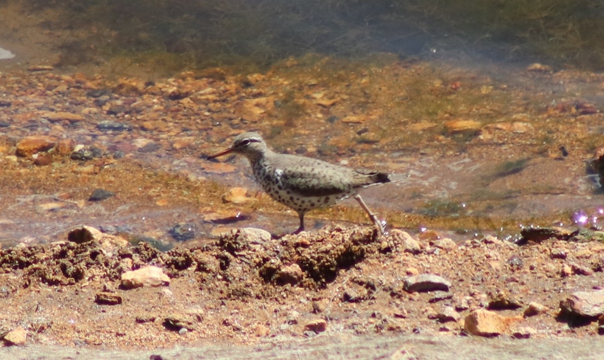 Spotted Sandpiper - ML566997511